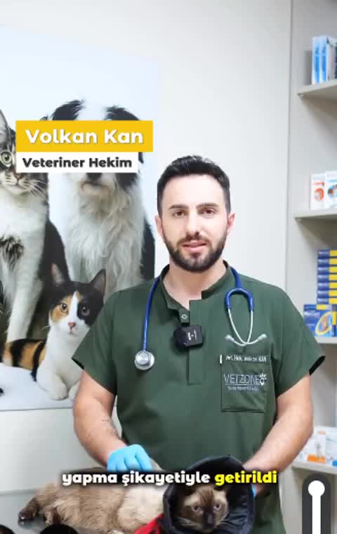 Volkan Kan'ın bir kediyi muayene ettiği filmden bir kare